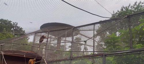 《疯狂动物园》中如何抓银河长颈鹿？（属性图鉴详解，让你轻松掌握！）