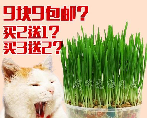 小森生活的猫毛球游戏（玩转你的宠物猫毛球，享受健康快乐的生活）