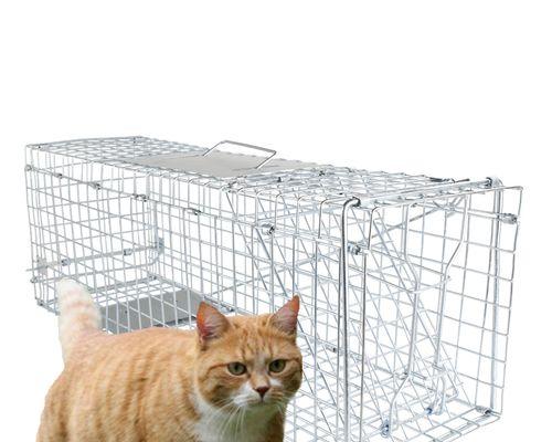 玩转流浪猫抓捕游戏（流浪猫）